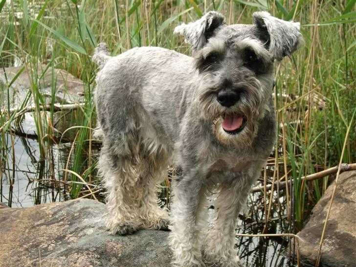 Dvaergschnauzer KJØNGS PABLO tilbyder avl - hahahahahh billede 14