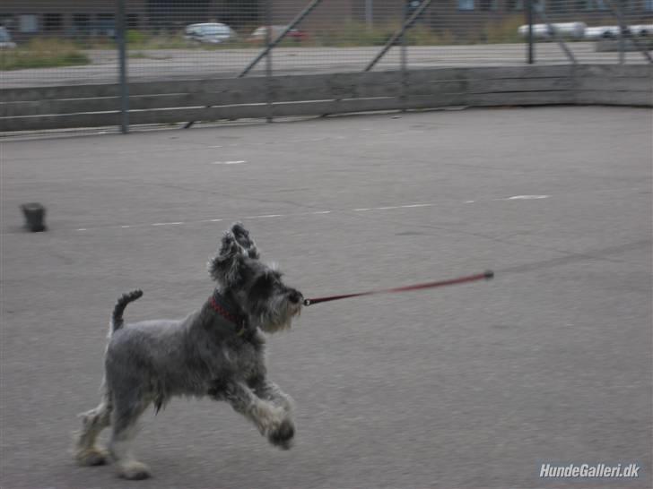 Dvaergschnauzer KJØNGS PABLO tilbyder avl - RUN!!  billede 15