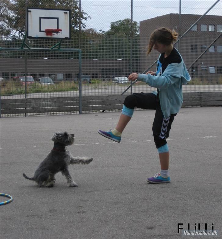 Dvaergschnauzer KJØNGS PABLO tilbyder avl - pote<3 billede 16