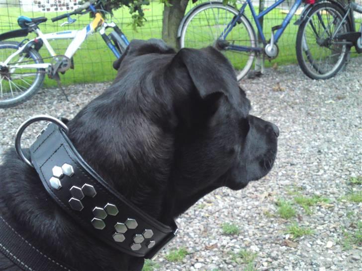 Amerikansk staffordshire terrier Amy billede 7