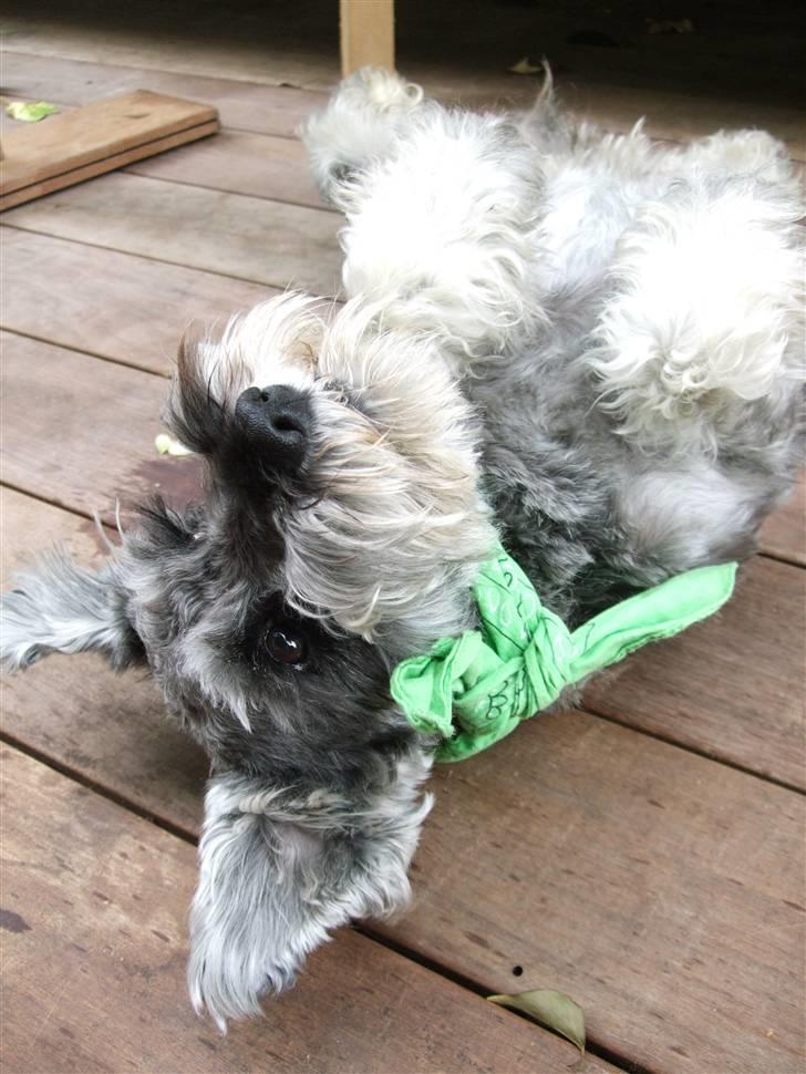 Dvaergschnauzer KJØNGS PABLO tilbyder avl - smukke billede 17