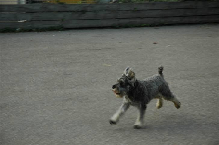 Dvaergschnauzer KJØNGS PABLO tilbyder avl - fridas meeeeeeeeeeega gode billede.. billede 18