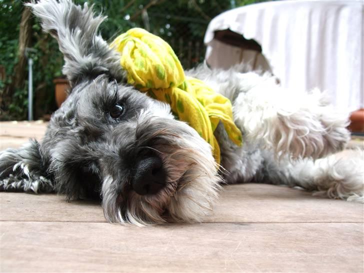 Dvaergschnauzer KJØNGS PABLO tilbyder avl - nuded?? billede 19