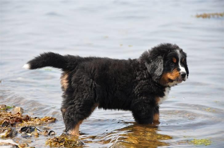 Berner sennenhund Bartley - 7 uger Ja jeg elsker bare og bade ved stranden billede 11