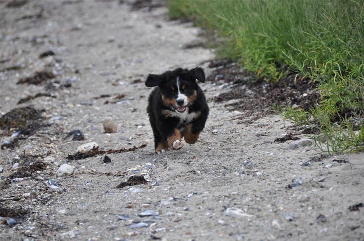 Berner sennenhund Bartley - Se hvor jeg skynder mig...mor kalder jo ;o)) billede 12