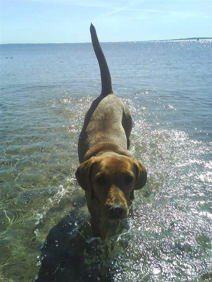 Blanding af racer Trunte billede 1