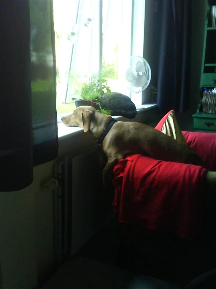 Blanding af racer Trunte billede 2