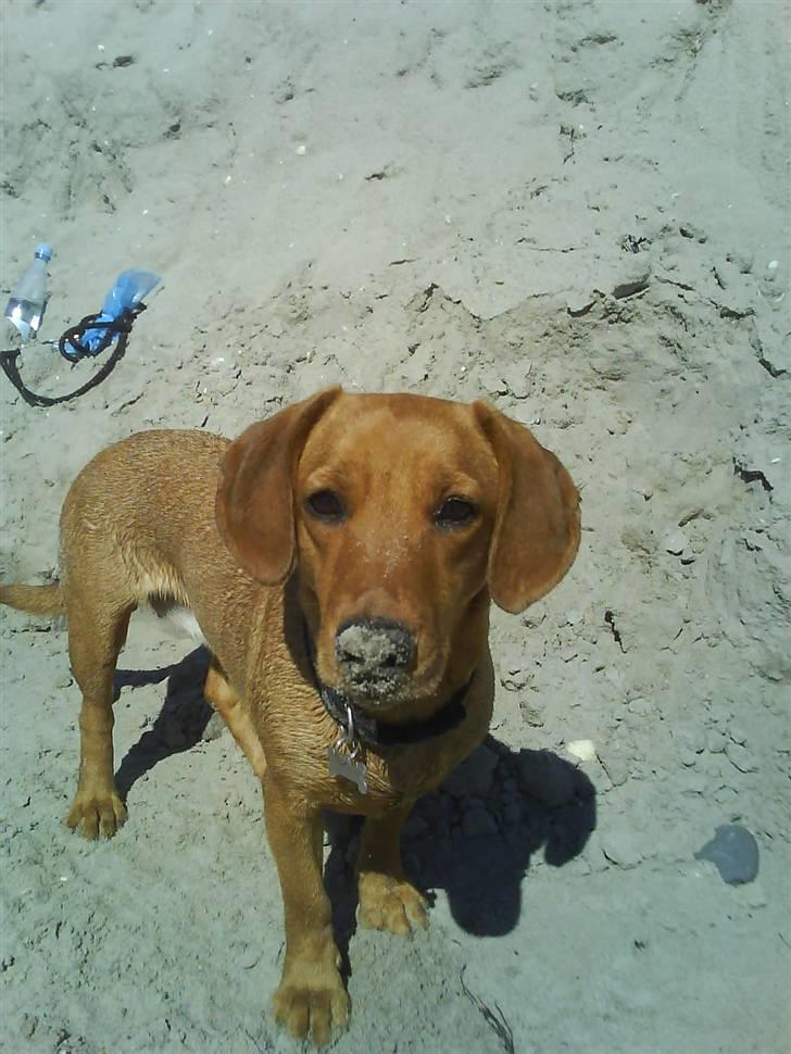 Blanding af racer Trunte billede 3