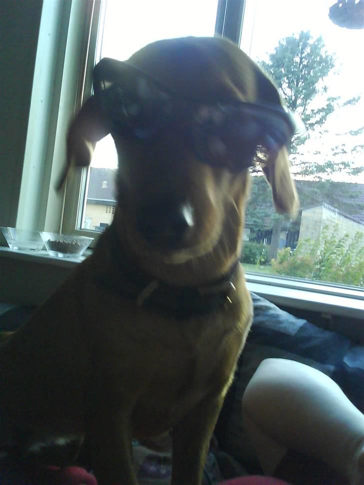 Blanding af racer Trunte billede 4