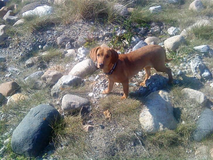 Blanding af racer Trunte billede 6