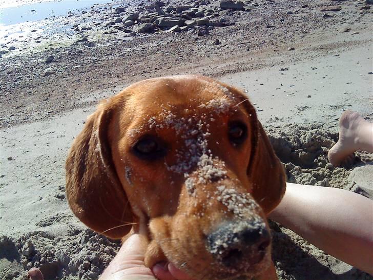 Blanding af racer Trunte billede 7