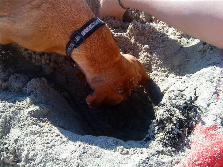 Blanding af racer Trunte billede 8