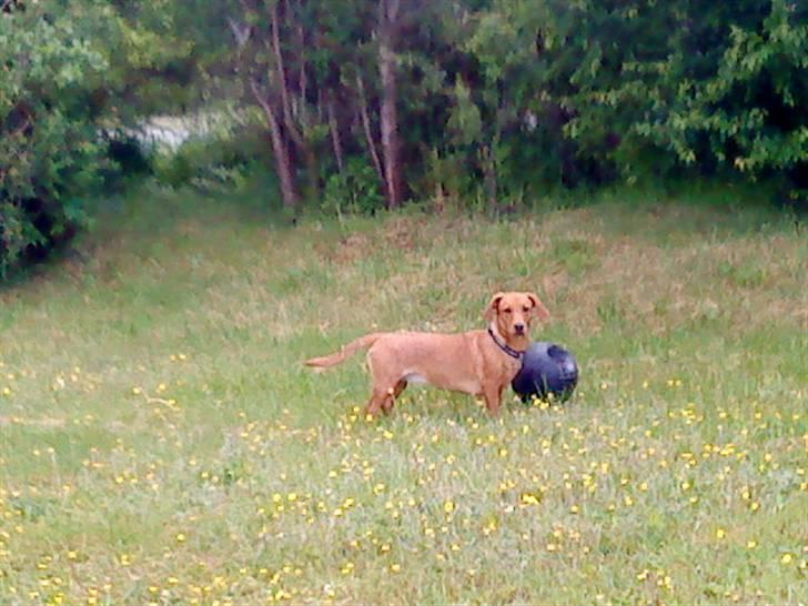 Blanding af racer Trunte billede 9