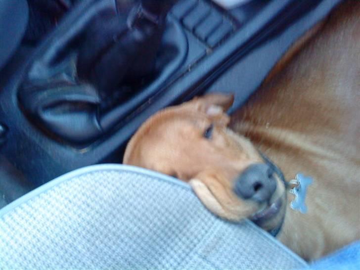 Blanding af racer Trunte billede 10