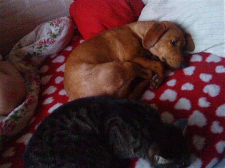 Blanding af racer Trunte billede 11