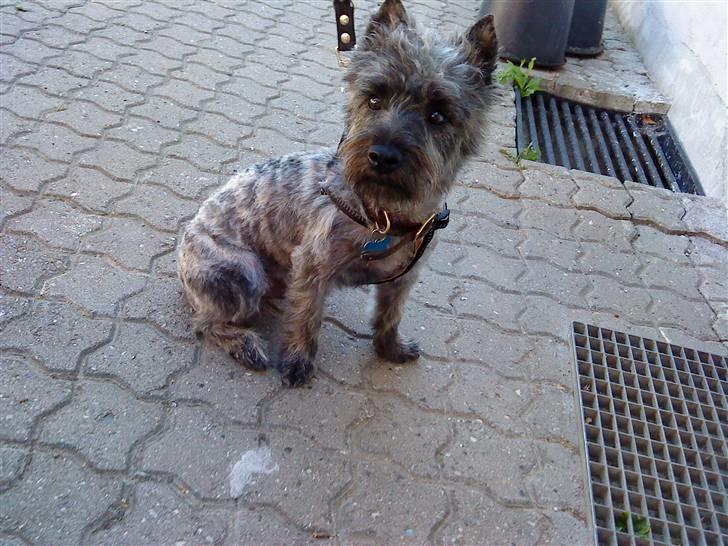 Cairn terrier Whiskey - er lige kommet hjem fra hundefrisør :D <3 billede 18