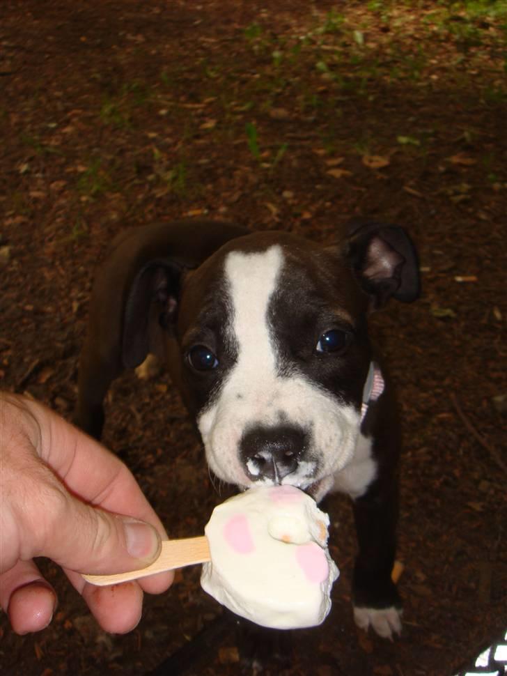 Blanding af racer Dream billede 7