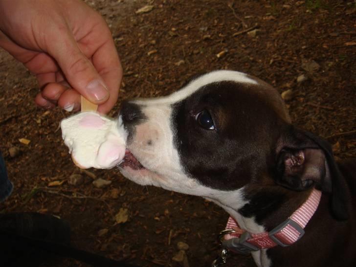 Blanding af racer Dream billede 8