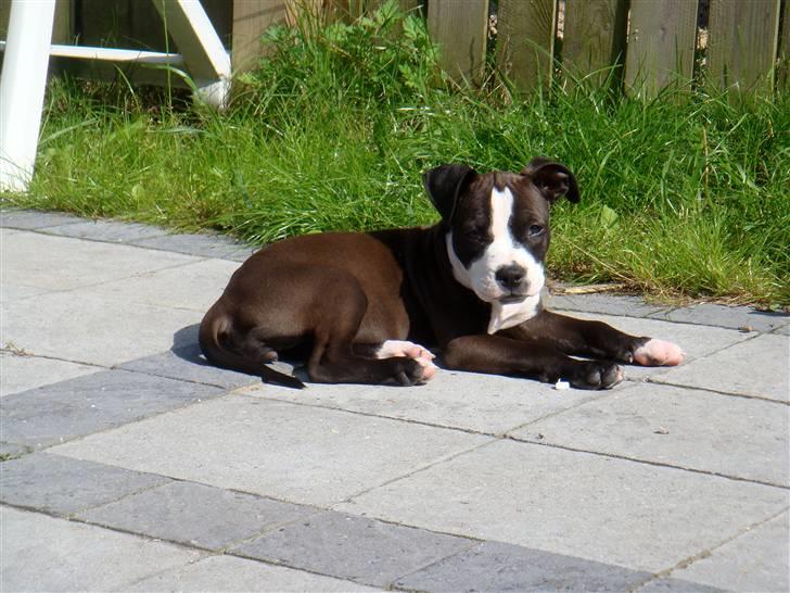 Blanding af racer Dream billede 9