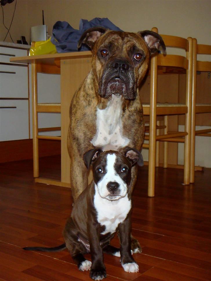 Blanding af racer Dream billede 10