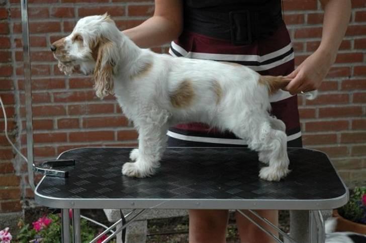 Cocker spaniel Minus billede 1