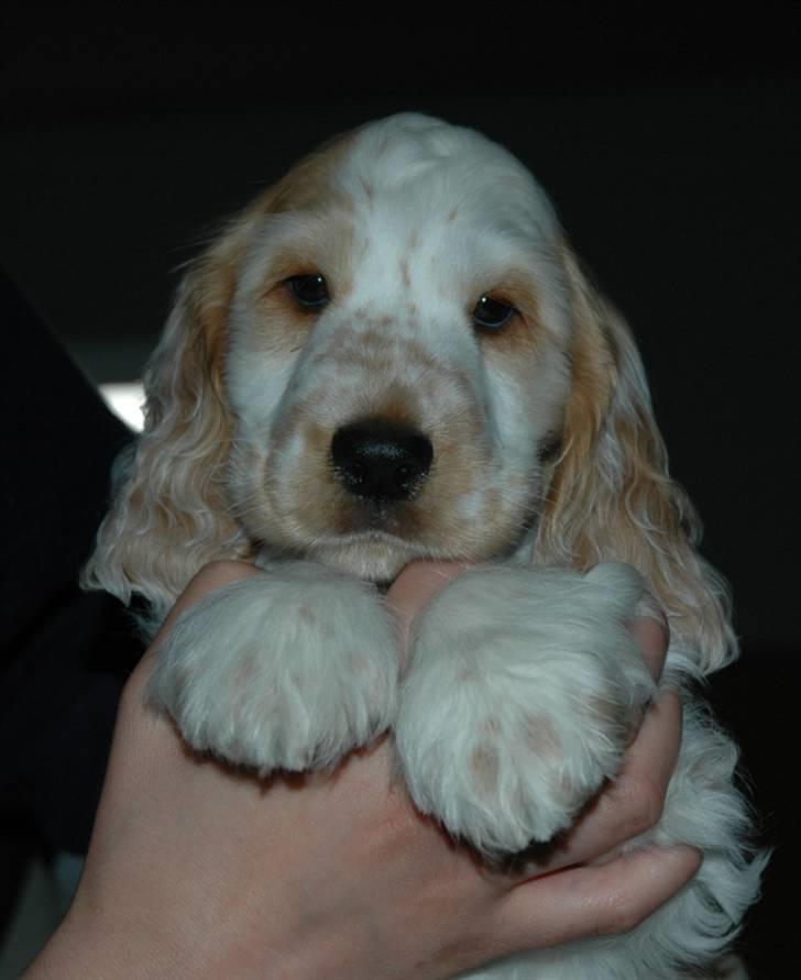 Cocker spaniel Minus billede 2