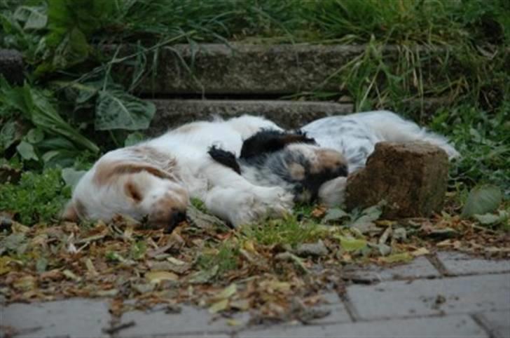 Cocker spaniel Minus billede 3