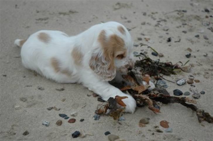 Cocker spaniel Minus billede 4