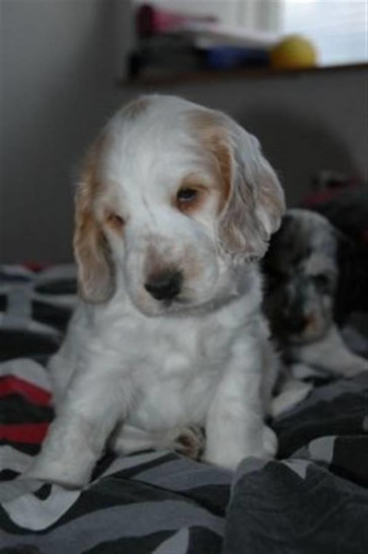 Cocker spaniel Minus billede 5