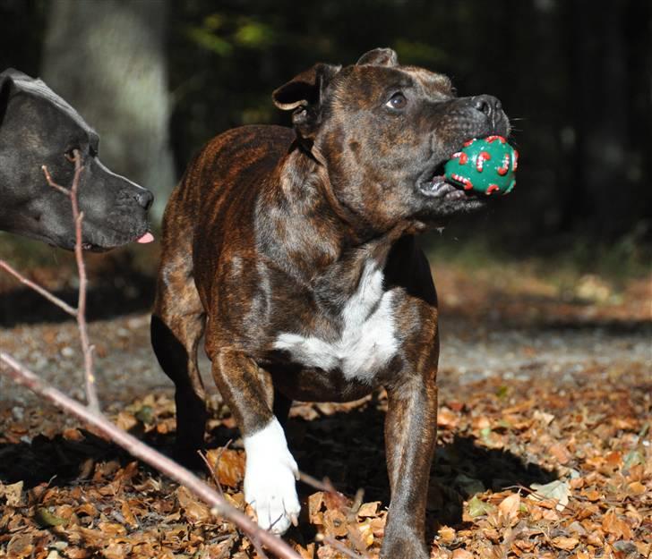 Staffordshire bull terrier Carlos  billede 13