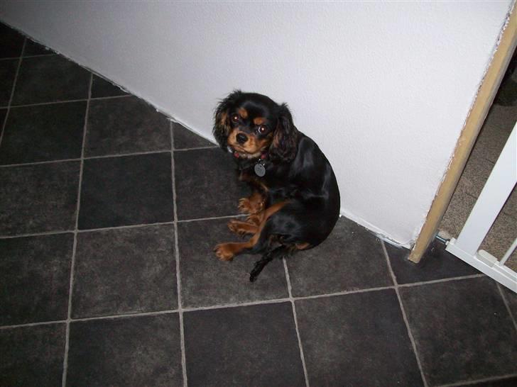 Cavalier king charles spaniel maddie billede 6