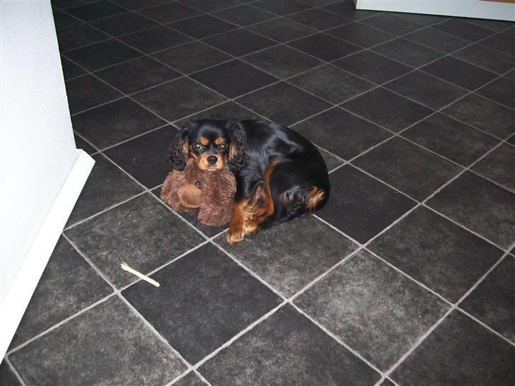 Cavalier king charles spaniel maddie billede 7