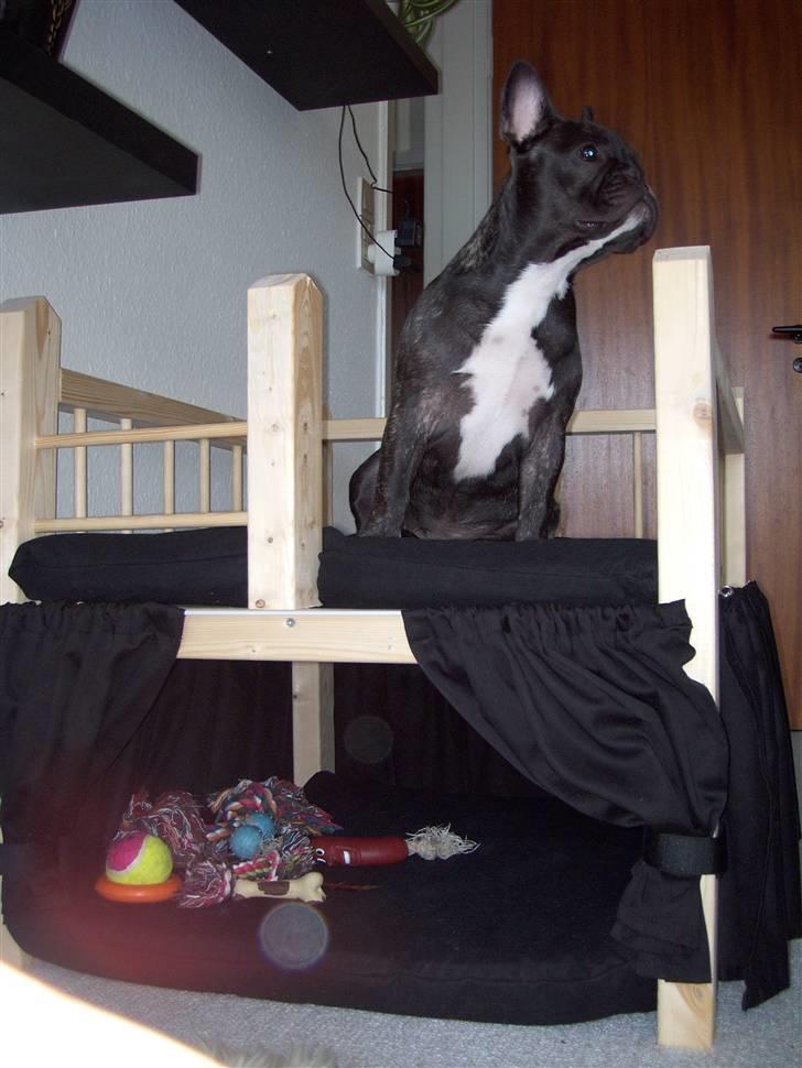 Fransk bulldog Spike Bouledogue Français - Jeg holder øje med jer :) billede 16