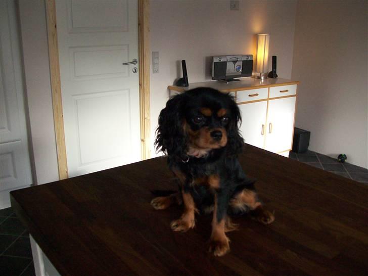 Cavalier king charles spaniel maddie billede 8