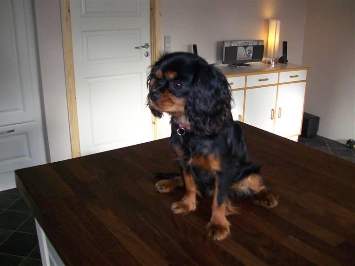 Cavalier king charles spaniel maddie billede 9