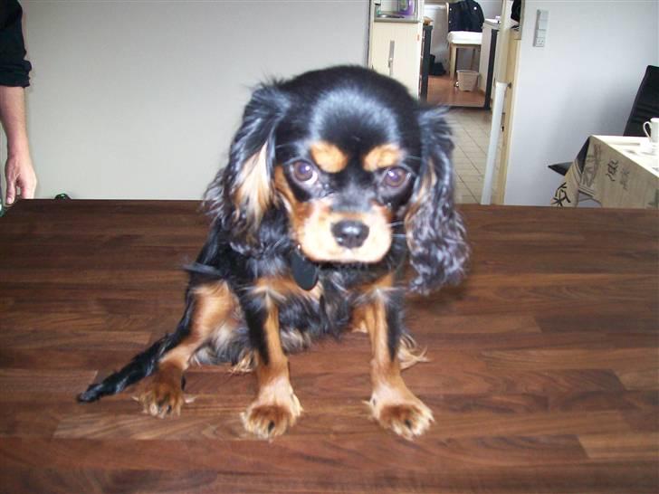 Cavalier king charles spaniel maddie billede 10