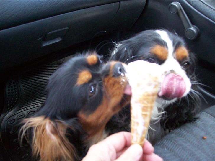 Cavalier king charles spaniel maddie billede 11