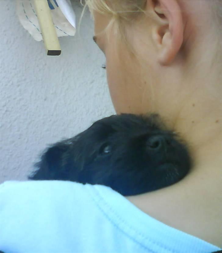 Cairn terrier Thea - baby miiig billede 17