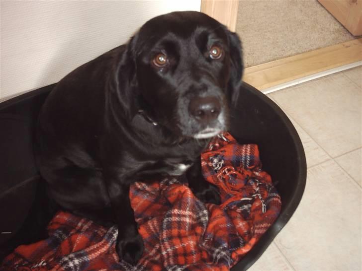 Labrador retriever Tulle billede 1