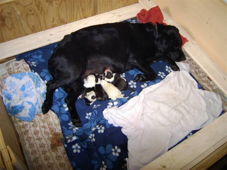 Labrador retriever Tulle billede 2