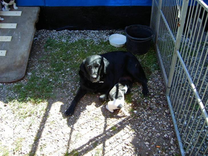 Labrador retriever Tulle billede 3