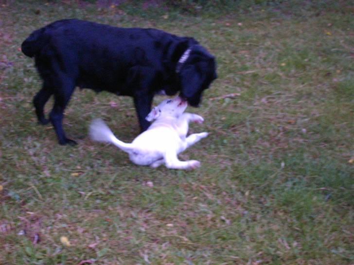 Labrador retriever Tulle billede 4