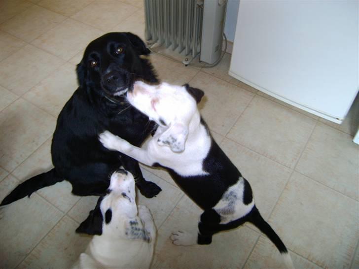 Labrador retriever Tulle billede 5
