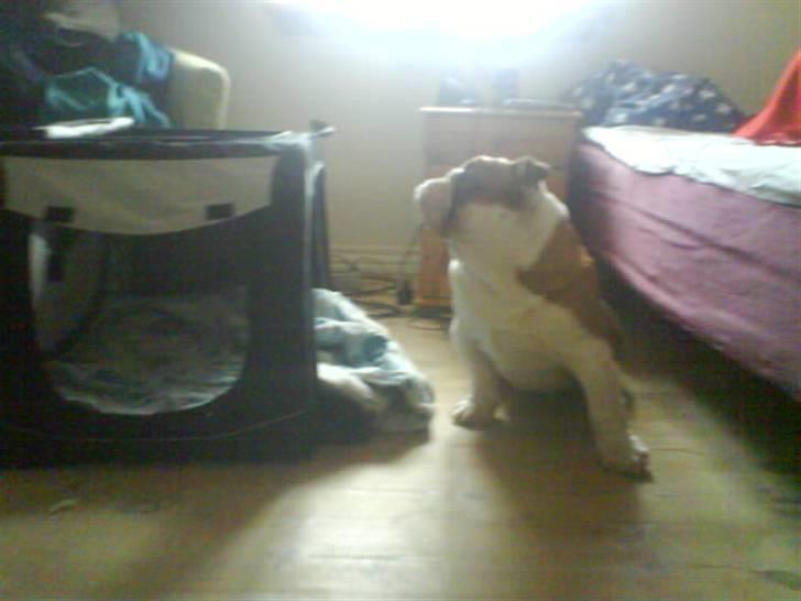 Engelsk bulldog Labor of love Kinibox billede 6