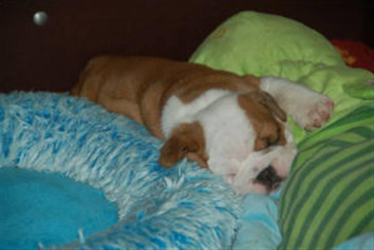 Engelsk bulldog Labor of love Kinibox billede 7