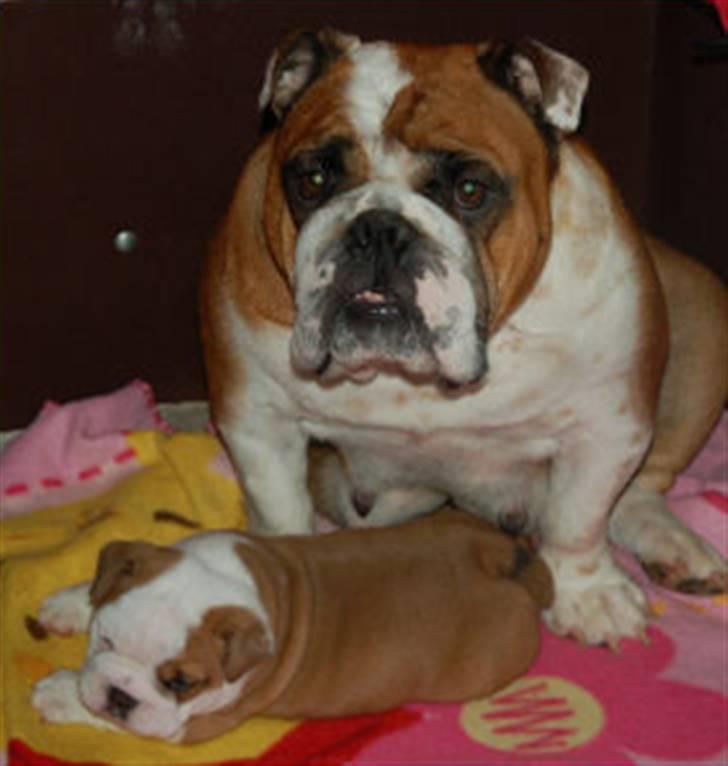 Engelsk bulldog Labor of love Kinibox billede 8