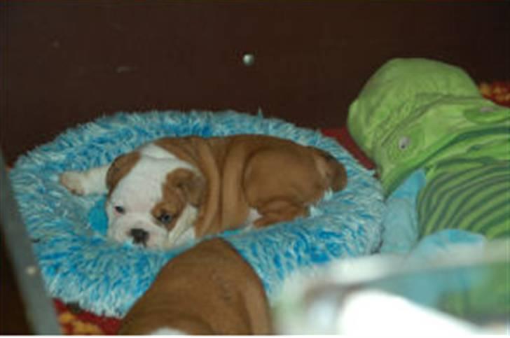 Engelsk bulldog Labor of love Kinibox billede 9