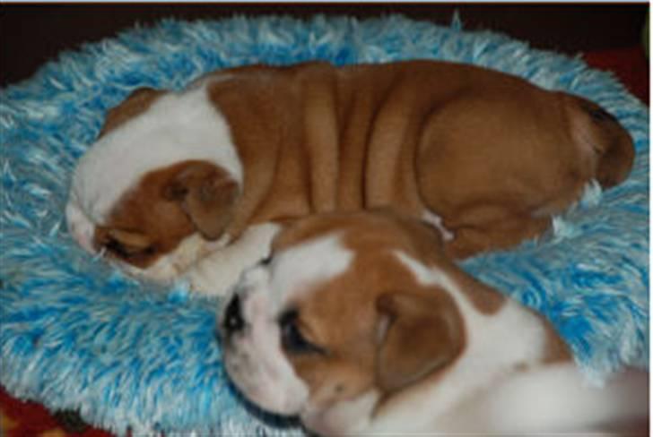 Engelsk bulldog Labor of love Kinibox billede 10