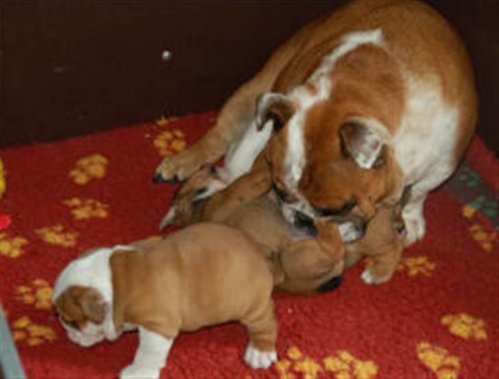 Engelsk bulldog Labor of love Kinibox billede 11