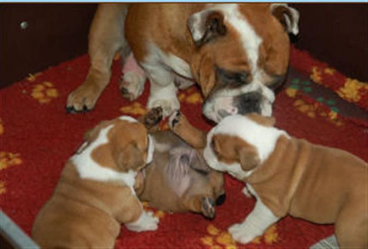 Engelsk bulldog Labor of love Kinibox billede 12